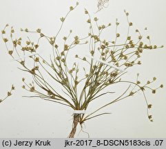 Juncus sphaerocarpus (sit kulistotorebkowy)