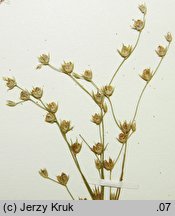 Juncus sphaerocarpus (sit kulistotorebkowy)