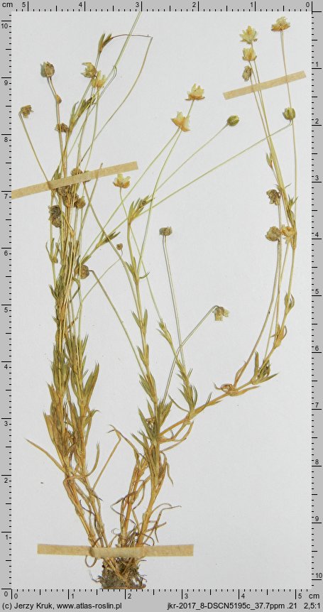 Sagina ciliata (karmnik bezpłatkowy)