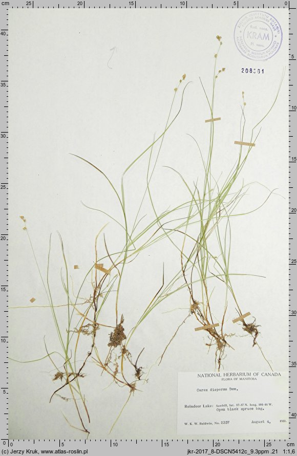 Carex disperma (turzyca szczupła)