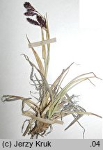 Carex fuliginosa (turzyca przydymiona)