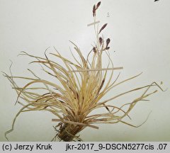 Carex fuliginosa (turzyca przydymiona)