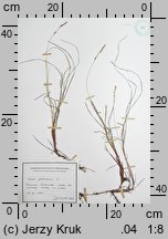 Carex globularis (turzyca kulista)