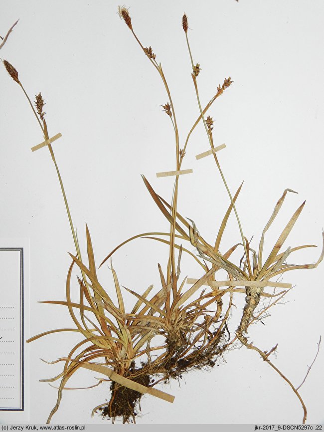 Carex vaginata (turzyca luźnokwiatowa)