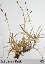 Carex vaginata (turzyca luźnokwiatowa)