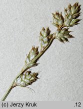 Carex brunnescens ssp. vitilis (turzyca brunatna)