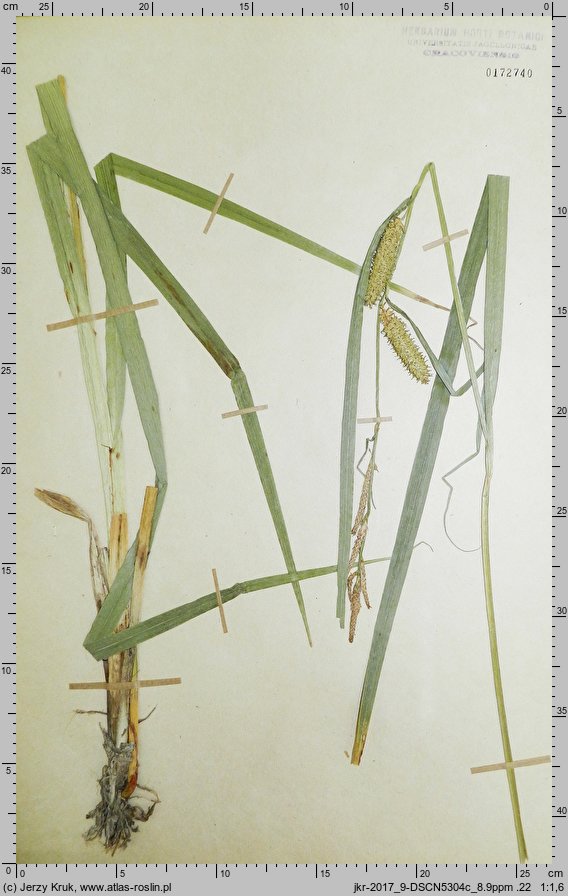 Carex rhynchophysa (turzyca gładkodzióbkowa)