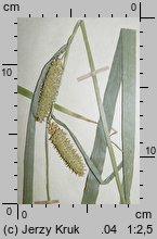 Carex rhynchophysa (turzyca gładkodzióbkowa)