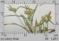 Carex scandinavica (turzyca skandynawska)