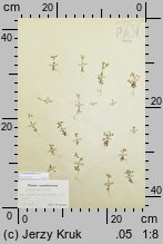 Cerastium pumilum s.str. (rogownica drobna)