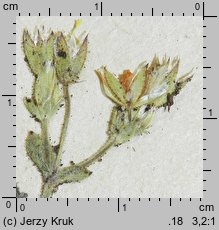 Cerastium pumilum s.str. (rogownica drobna)