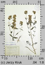 Rhinanthus borbasii (szelężnik Borbása)