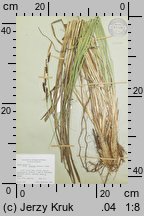 Carex omskiana (turzyca omska)