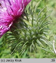 Carduus ×lobulatus (oset klapowany)