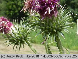 Carduus ×lobulatus (oset klapowany)