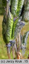 Delphinium elatum ssp. nacladense (ostróżka wyniosła wschodniokarpacka)