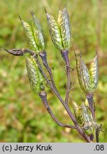 Delphinium elatum ssp. alpinum (ostróżka wyniosła alpejska)