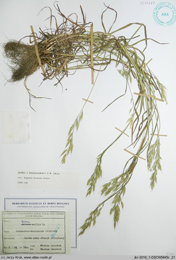 Bromus ×pseudothominii (stokłosa mieszańcowa)