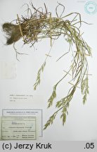 Bromus ×pseudothominii (stokłosa mieszańcowa)