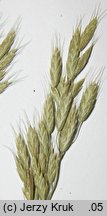 Bromus ×pseudothominii (stokłosa mieszańcowa)