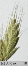 Bromus ×pseudothominii (stokłosa mieszańcowa)