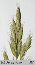 Bromus ×pseudothominii (stokłosa mieszańcowa)