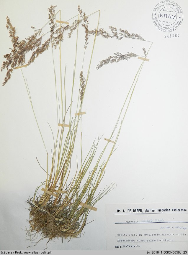 Agrostis vinealis (mietlica piaskowa)