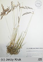 Agrostis vinealis (mietlica piaskowa)