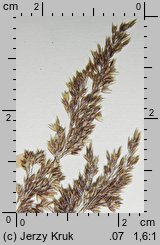 Agrostis vinealis (mietlica piaskowa)