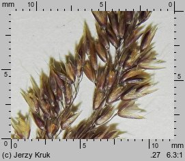 Agrostis vinealis (mietlica piaskowa)