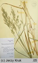 Bromus commutatus (stokłosa zmieniona)