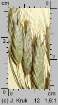 Bromus commutatus (stokłosa zmieniona)