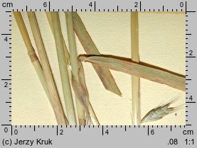 Bromus commutatus (stokłosa zmieniona)