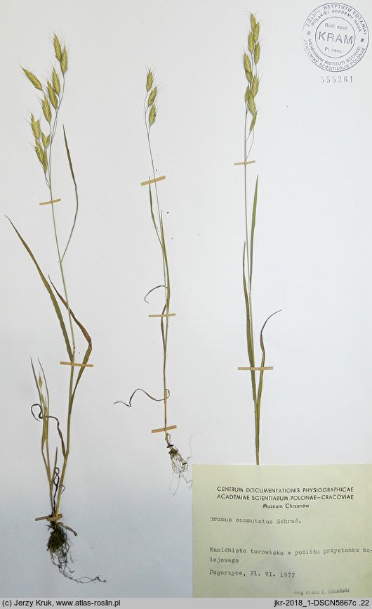 Bromus commutatus (stokłosa zmieniona)