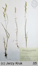 Bromus commutatus (stokłosa zmieniona)