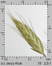 Bromus commutatus (stokłosa zmieniona)