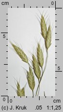 Bromus commutatus (stokłosa zmieniona)