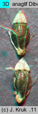 Eleocharis multicaulis (ponikło wielołodygowe)