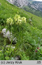 Pedicularis hacquetii (gnidosz Hacqueta)