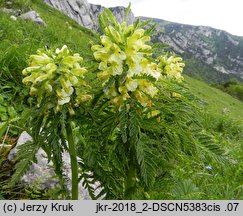 Pedicularis hacquetii (gnidosz Hacqueta)