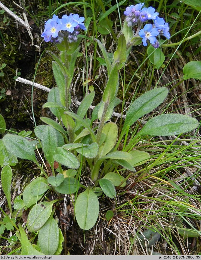 Myosotis alpestris (niezapominajka alpejska)