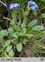 Myosotis alpestris (niezapominajka alpejska)