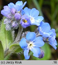 Myosotis alpestris (niezapominajka alpejska)