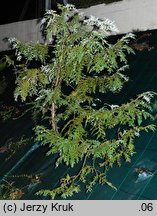 Thuja koraiensis (żywotnik koreański)