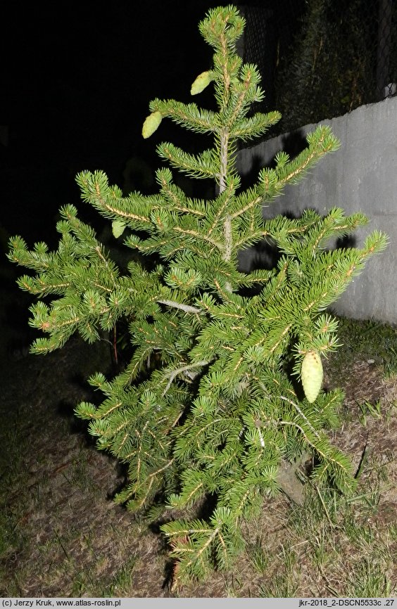 Picea torano (świerk szydlasty)