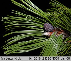 Pinus heldreichii (sosna dalmatyńska)