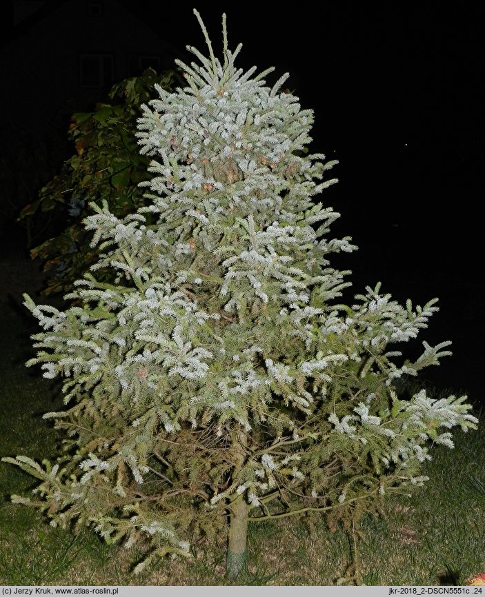 Picea mariana (świerk czarny)