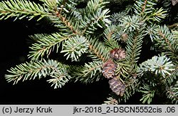 Picea mariana (świerk czarny)