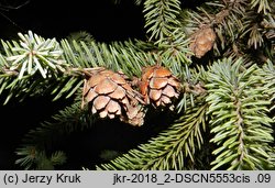 Picea mariana (świerk czarny)