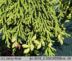 Thuja standishii (żywotnik japoński)